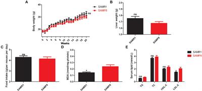 Long Non-coding RNA Signatures Associated With Liver Aging in Senescence-Accelerated Mouse Prone 8 Model